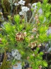 Erica subulata