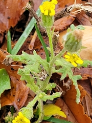 Senecio viscosus