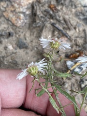 Symphyotrichum porteri