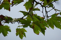 Platanus orientalis