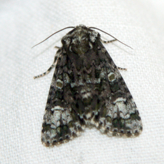 Craniophora ligustri