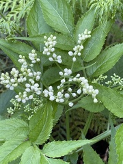 Sambucus gaudichaudiana