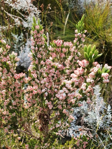 Image of Erica triflora by (c) Michael D. Pirie, some rights reserved (CC BY)