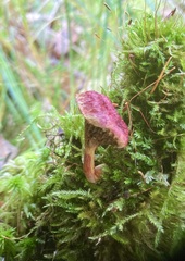 Suillus paluster