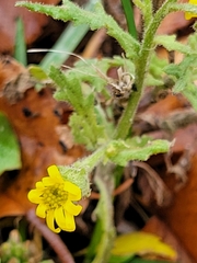 Senecio viscosus
