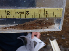 Citharichthys stigmaeus