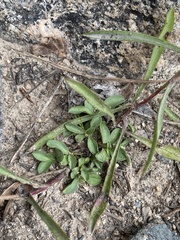 Symphyotrichum porteri