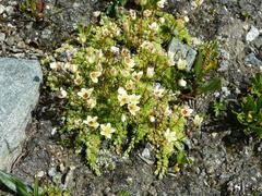 Saxifraga bryoides