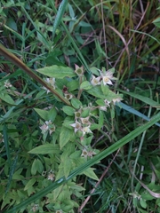 Ludwigia pilosa