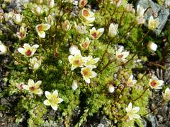 Saxifraga bryoides