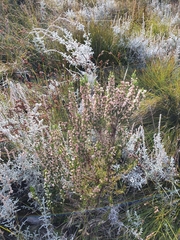 Erica triflora