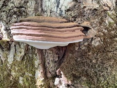 Ganoderma applanatum