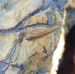 Glyphopsyche irrorata