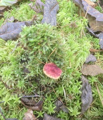 Suillus paluster