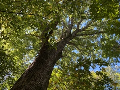 Quercus muehlenbergii