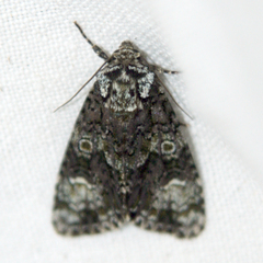 Craniophora ligustri