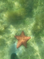 Oreaster reticulatus