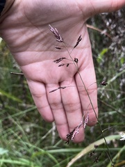 Coleataenia rigidula