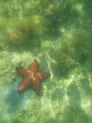 Oreaster reticulatus