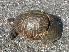 Terrapene carolina bauri