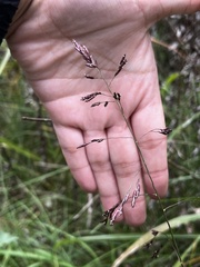 Coleataenia rigidula