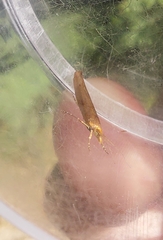 Ypsolopha ustella