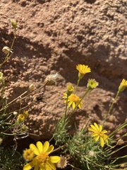 Thymophylla pentachaeta