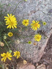 Thymophylla pentachaeta