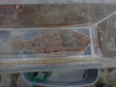 Citharichthys stigmaeus