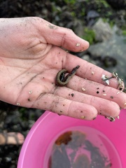 Cebidichthys violaceus