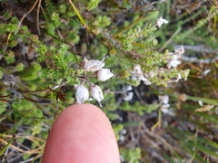 Erica coacervata