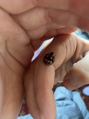 Aiolocaria hexaspilota