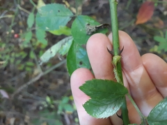 Rosa multiflora