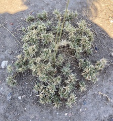 Munroa squarrosa