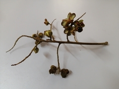 Cupania