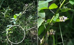 Amphicarpaea bracteata bracteata