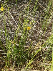 Hypericum lalandii