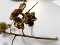 Cupania