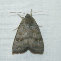 Ipimorpha subtusa