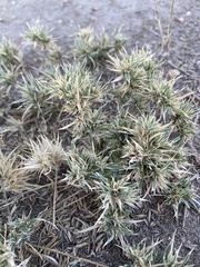 Munroa squarrosa