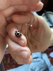 Aiolocaria hexaspilota