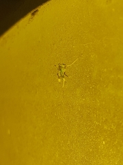 Stenochironomus hilaris