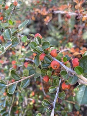 Cotoneaster horizontalis