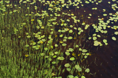 Nuphar lutea