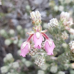 Erica oresigena