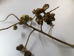 Cupania