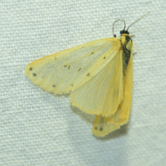 Setina irrorella