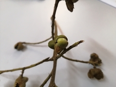 Cupania