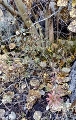 Castilleja applegatei