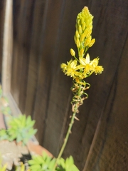 Bulbine frutescens